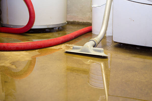 Best Mold removal after water damage  in Bath, MI
